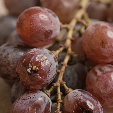 Trauben und Beeren — Was wir prüfen