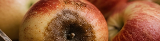 Fäulnis oder Schimmel, die sich von wenigen Früchten über einen ganzen Karton ausbreiten