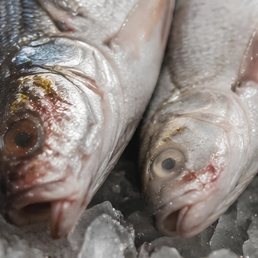 Finfish — What We Check