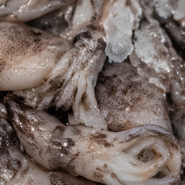 Cephalopods and Shellfish — What We Check