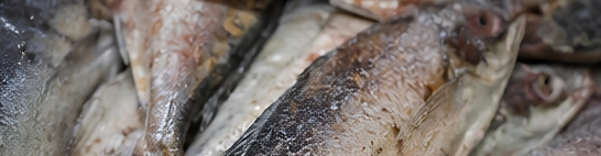 Colour, texture and freshness grades mixed within the same lot